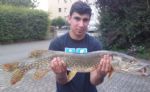 M. Baydan, 04.07.10 : Hecht 90cm gefangen mit Gimmitwister in der Aare (SO) 