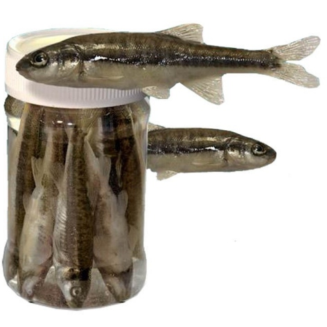 FUTTER, LOCKSTOFFE, usw. 